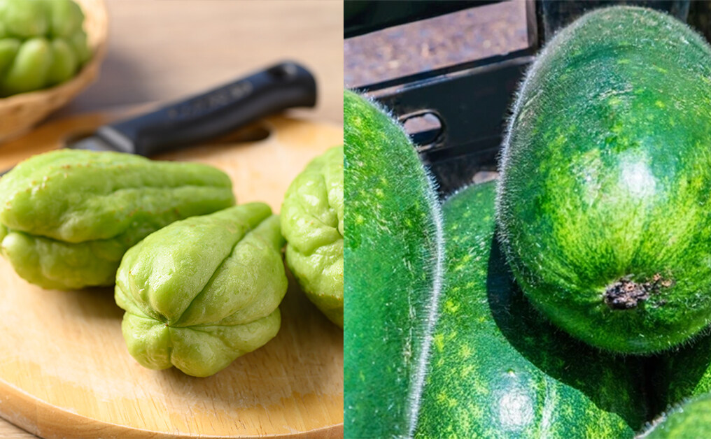合掌瓜和節瓜及冬瓜有甚麼分別？