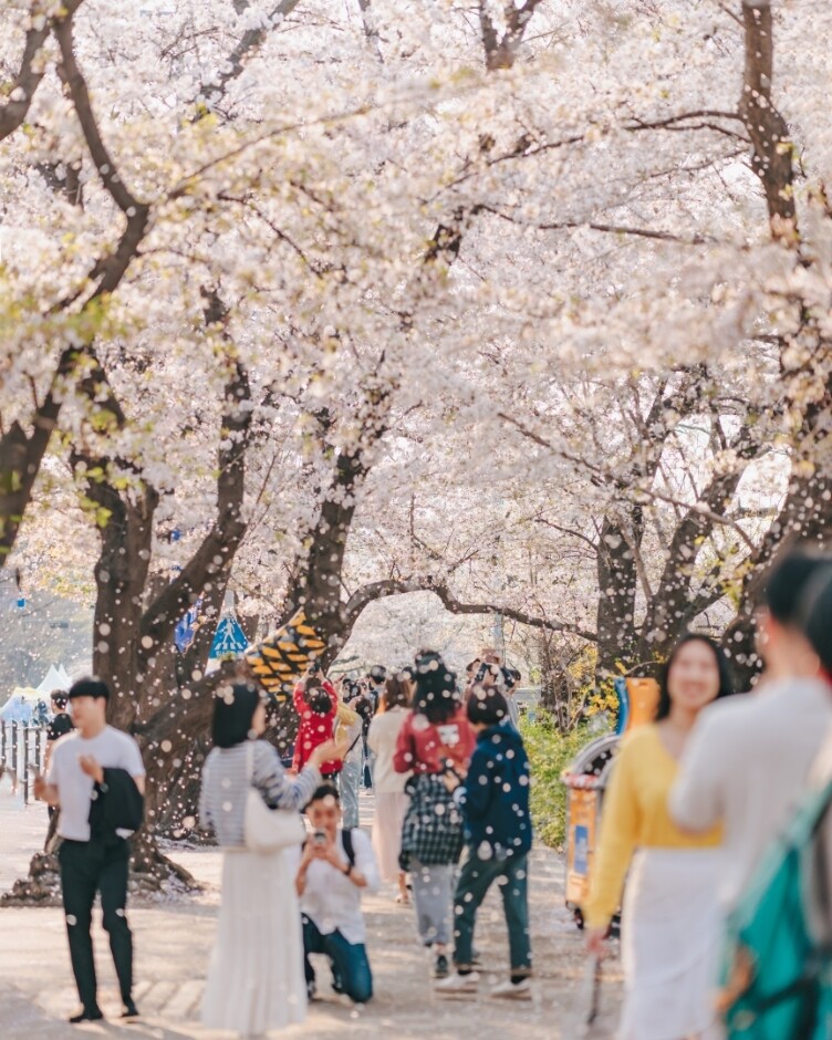 韓國櫻花2025|韓國櫻花預測!賞櫻景點推介+必去絕美櫻花咖啡廳 韓國櫻花2025|韓國櫻花預測!賞櫻景點推介+必去絕美櫻花咖啡廳