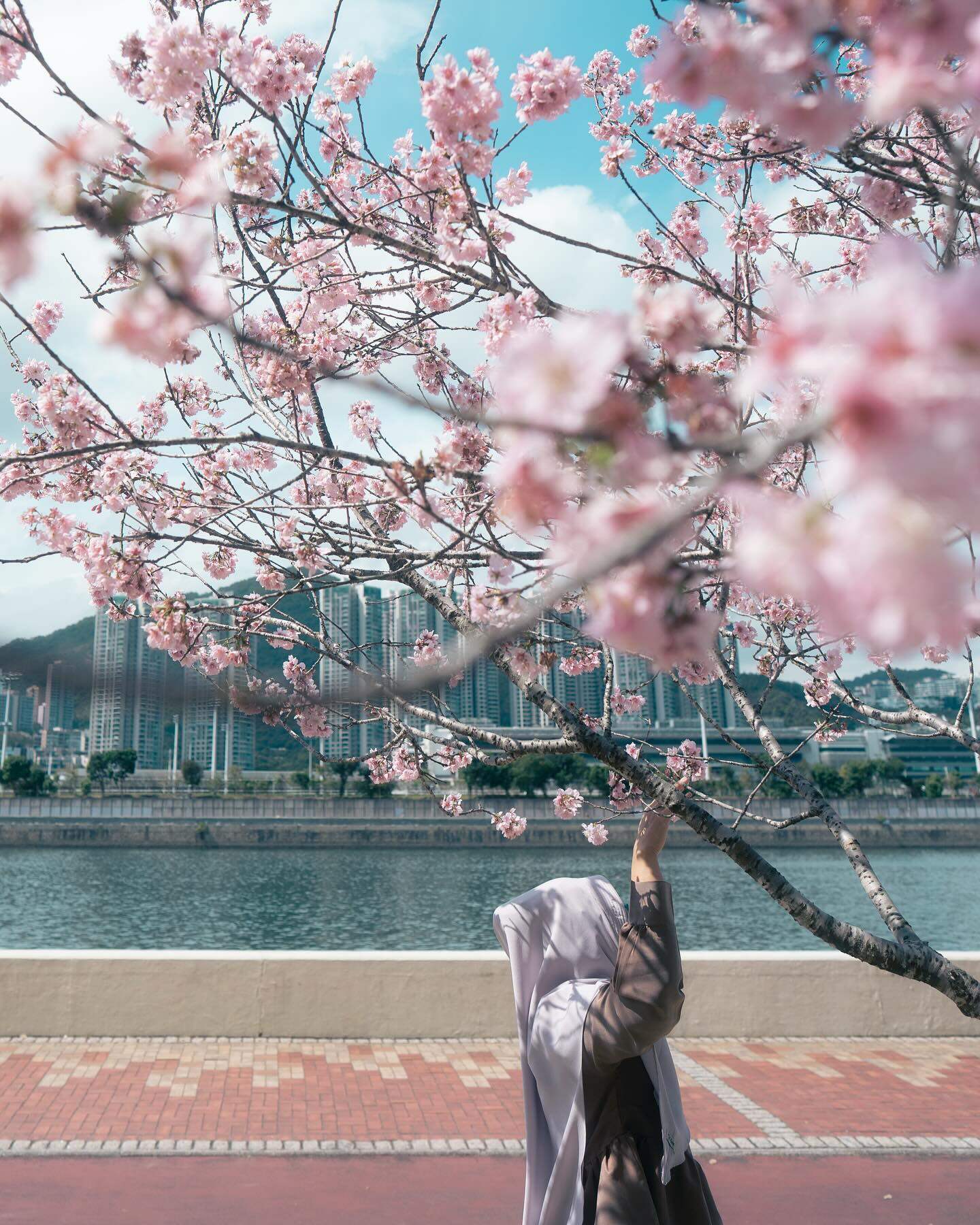 香港賞花2025｜本地花期、賞花熱點一覽！ 櫻花/魚木樹/吊鐘花