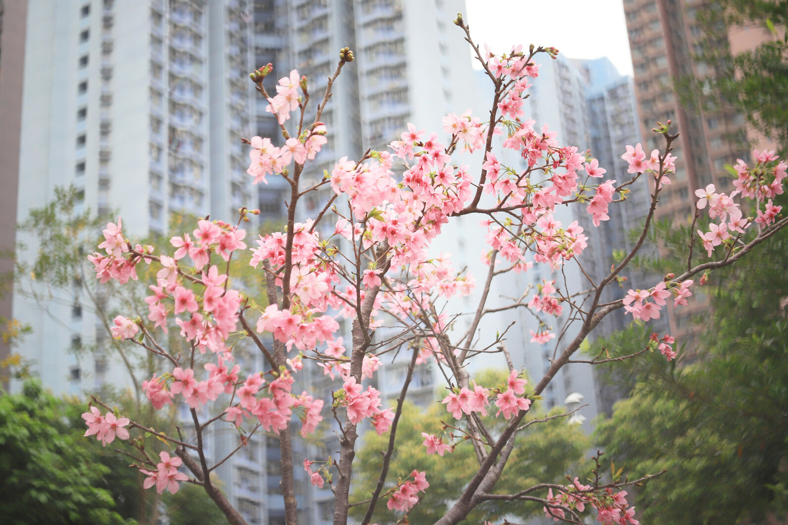 香港賞花2025｜本地花期、賞花熱點一覽！ 櫻花/魚木樹/吊鐘花