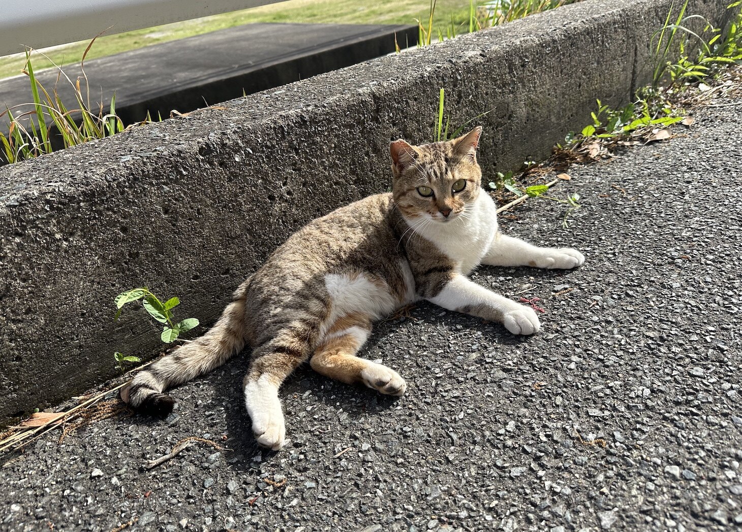 福岡景點推薦2024🇯🇵10個自由行必去打卡點地圖：酒店住宿/美食/Outlet購物/貓島/相島/近郊溫泉