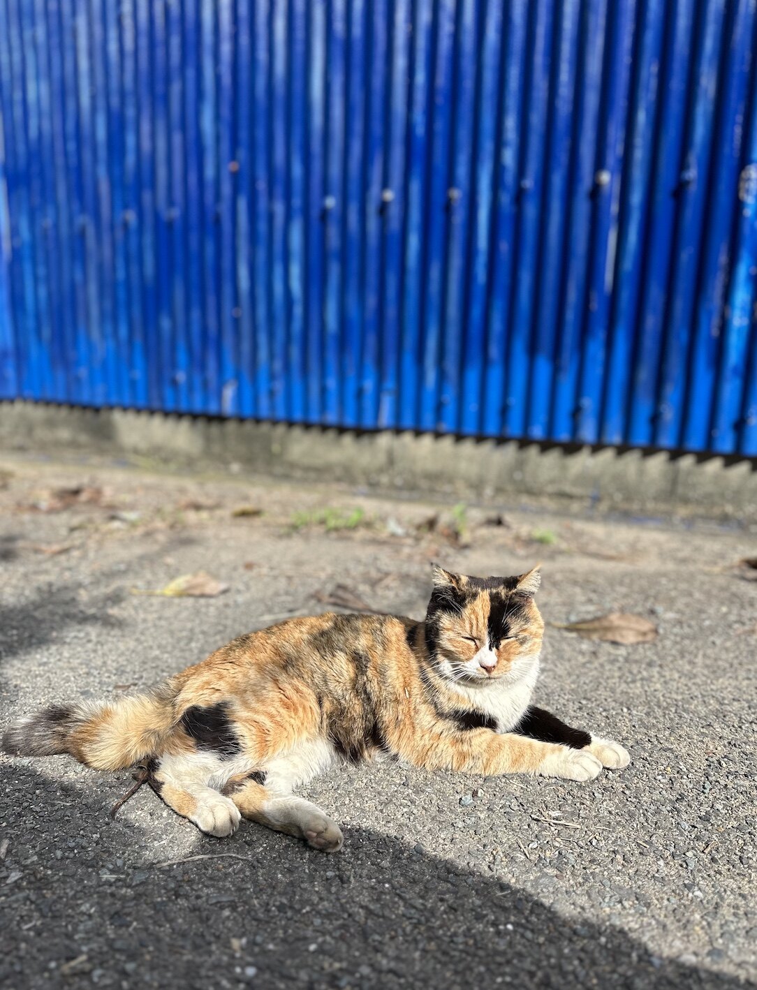 福岡景點推薦2024🇯🇵10個自由行必去打卡點地圖：酒店住宿/美食/Outlet購物/貓島/相島/近郊溫泉