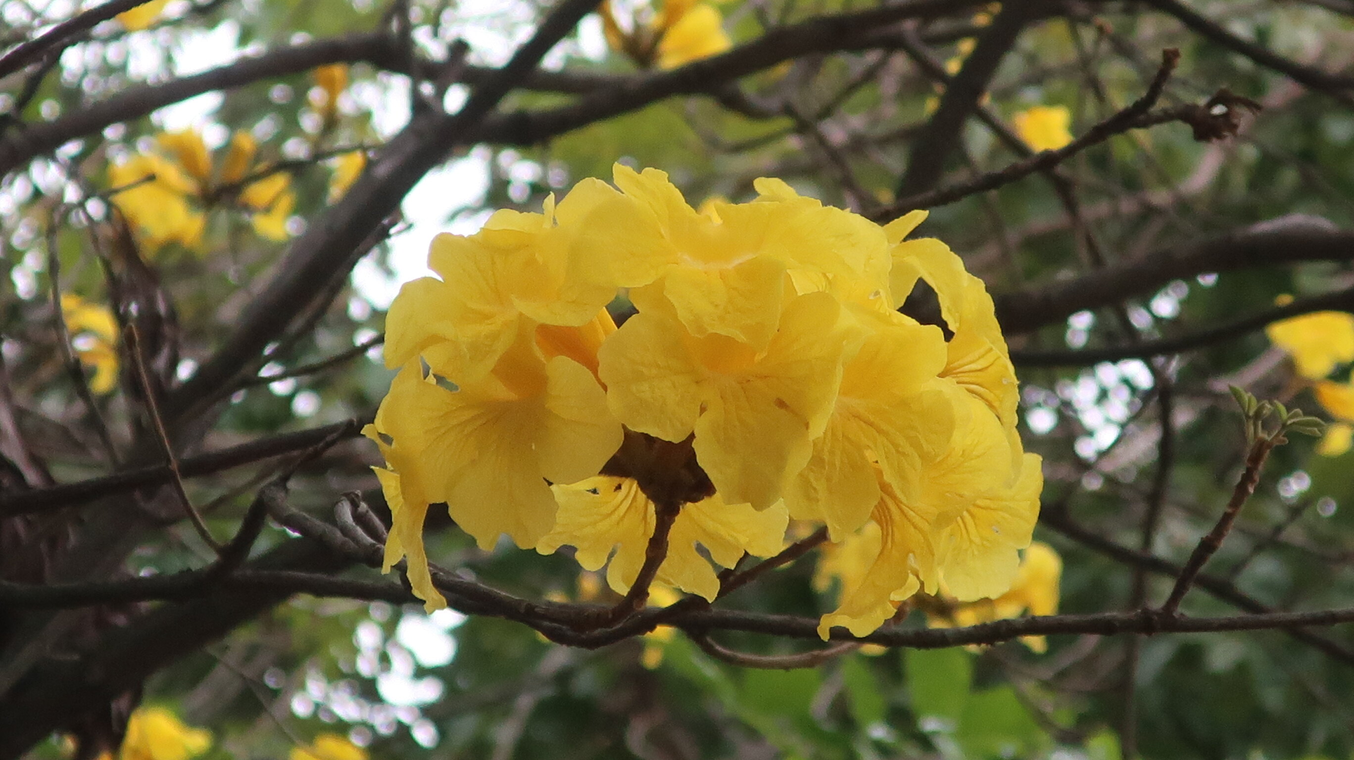 香港賞花2025｜本地花期、賞花熱點一覽！ 櫻花/魚木樹/吊鐘花