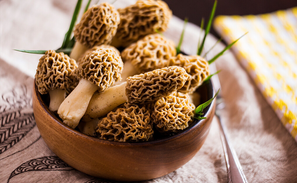 羊肚菌禁忌！不適合哪類人食用