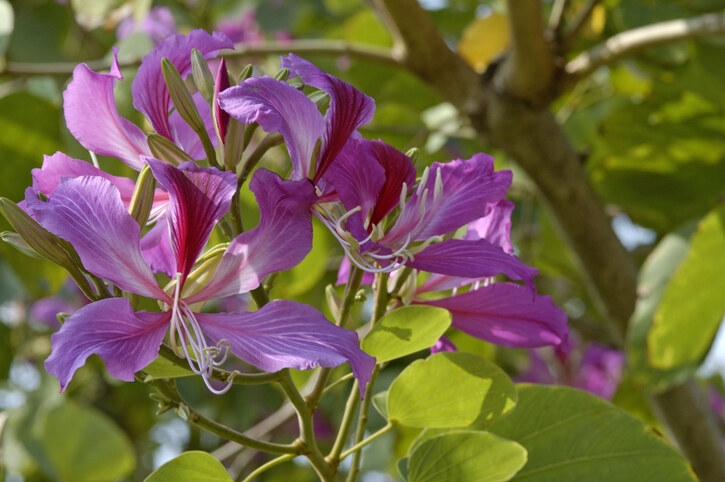 香港賞花2025｜本地花期、賞花熱點一覽！櫻花/魚木樹/吊鐘花