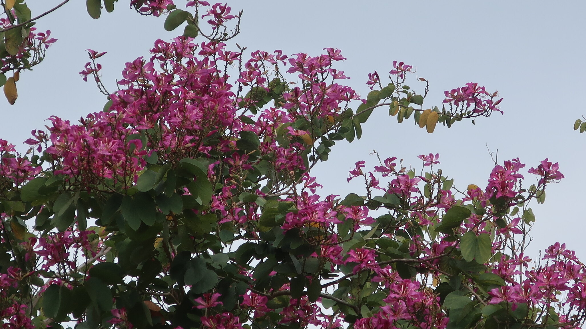 香港賞花2025｜本地花期、賞花熱點一覽！櫻花/魚木樹/吊鐘花