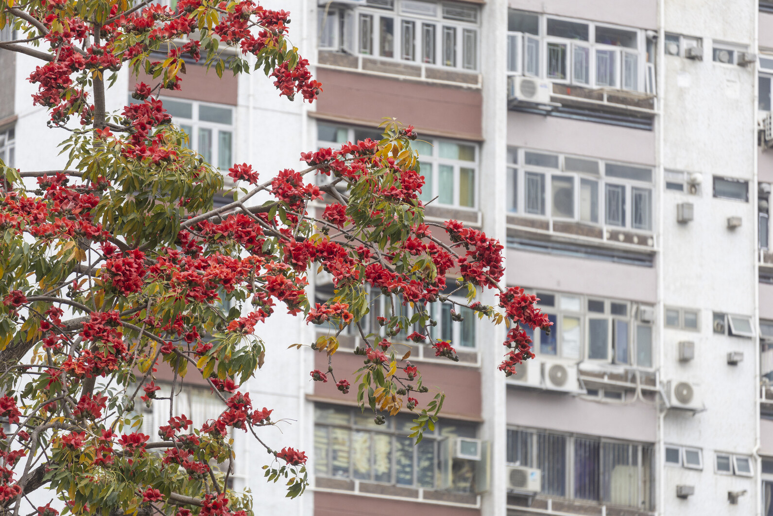 香港賞花2025｜本地花期、賞花熱點一覽！櫻花/魚木樹/吊鐘花