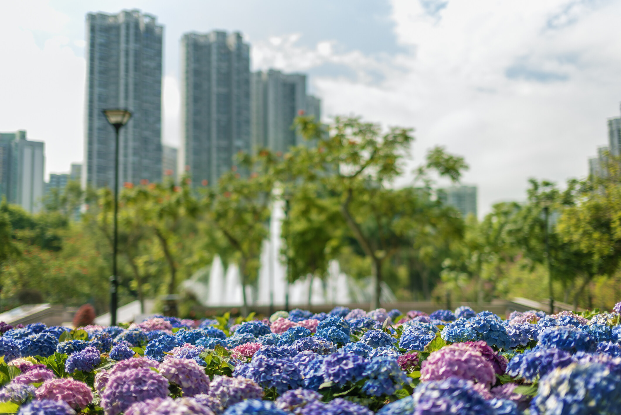 香港賞花2025｜本地花期、賞花熱點一覽！櫻花/魚木樹/吊鐘花