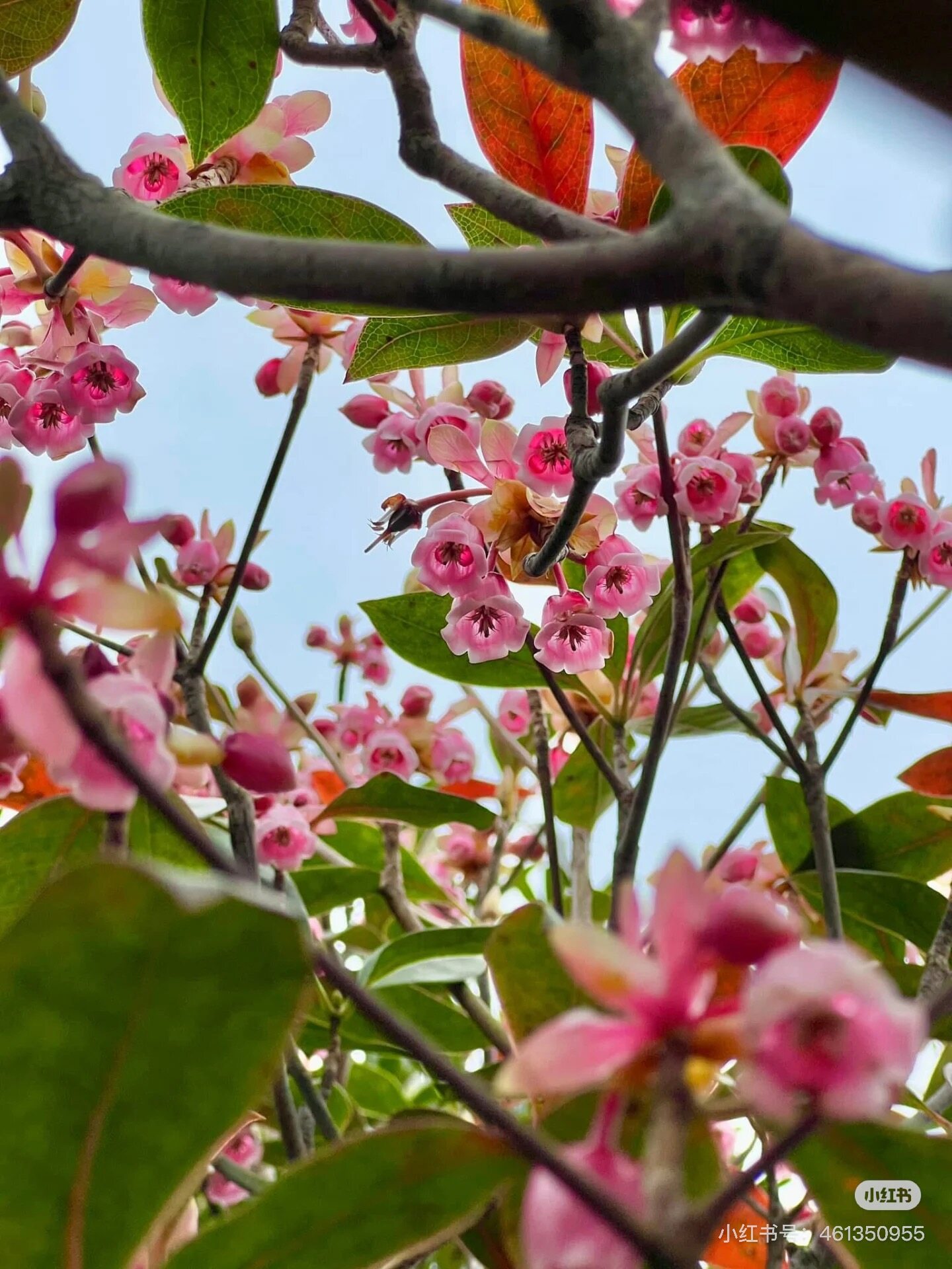 香港賞花2025｜10大品種本地花期、賞花好去處一覽：櫻花/魚木樹/吊鐘花