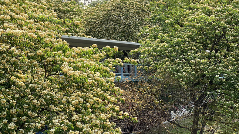 香港賞花2025｜本地花期、賞花熱點一覽！櫻花/魚木樹/吊鐘花