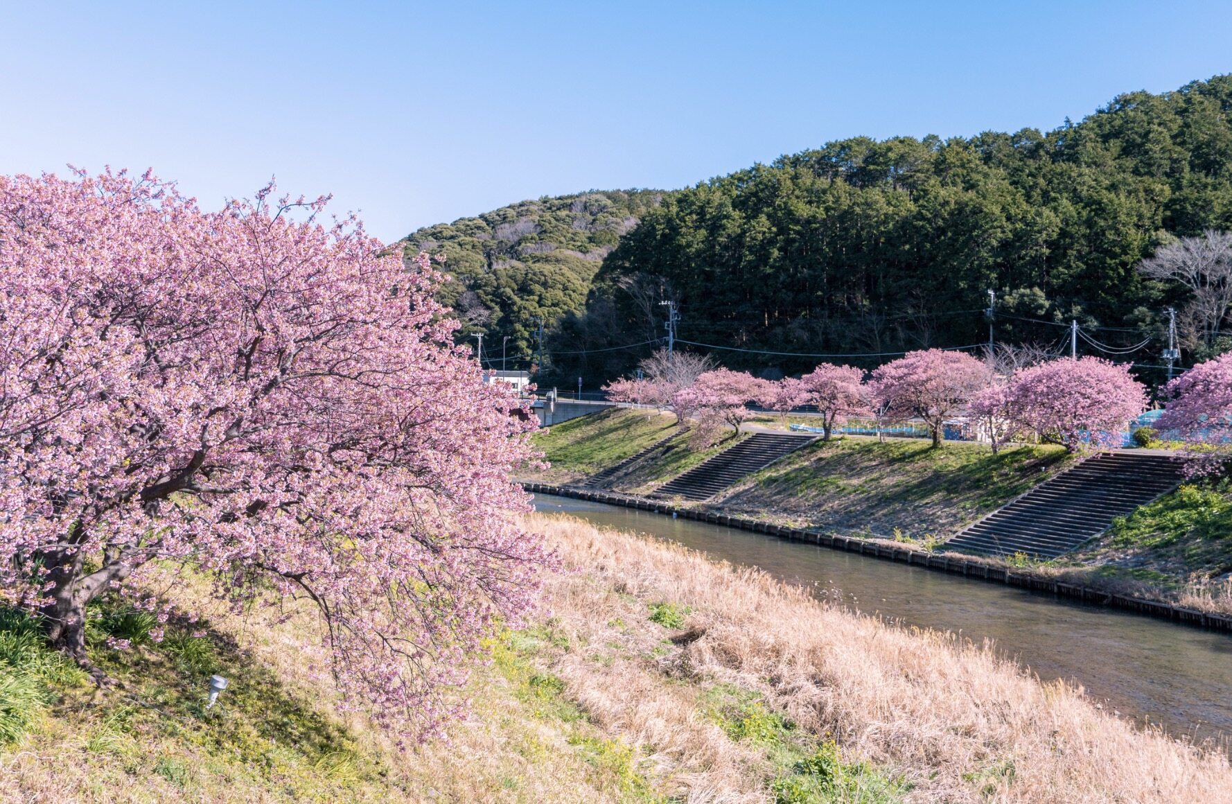 2020日本賞櫻攻略教你分8大日本櫻花種類,哪個賞櫻地點看到最多櫻花 2020日本賞櫻攻略教你分8大日本櫻花種類,哪個賞櫻地點看到最多櫻花