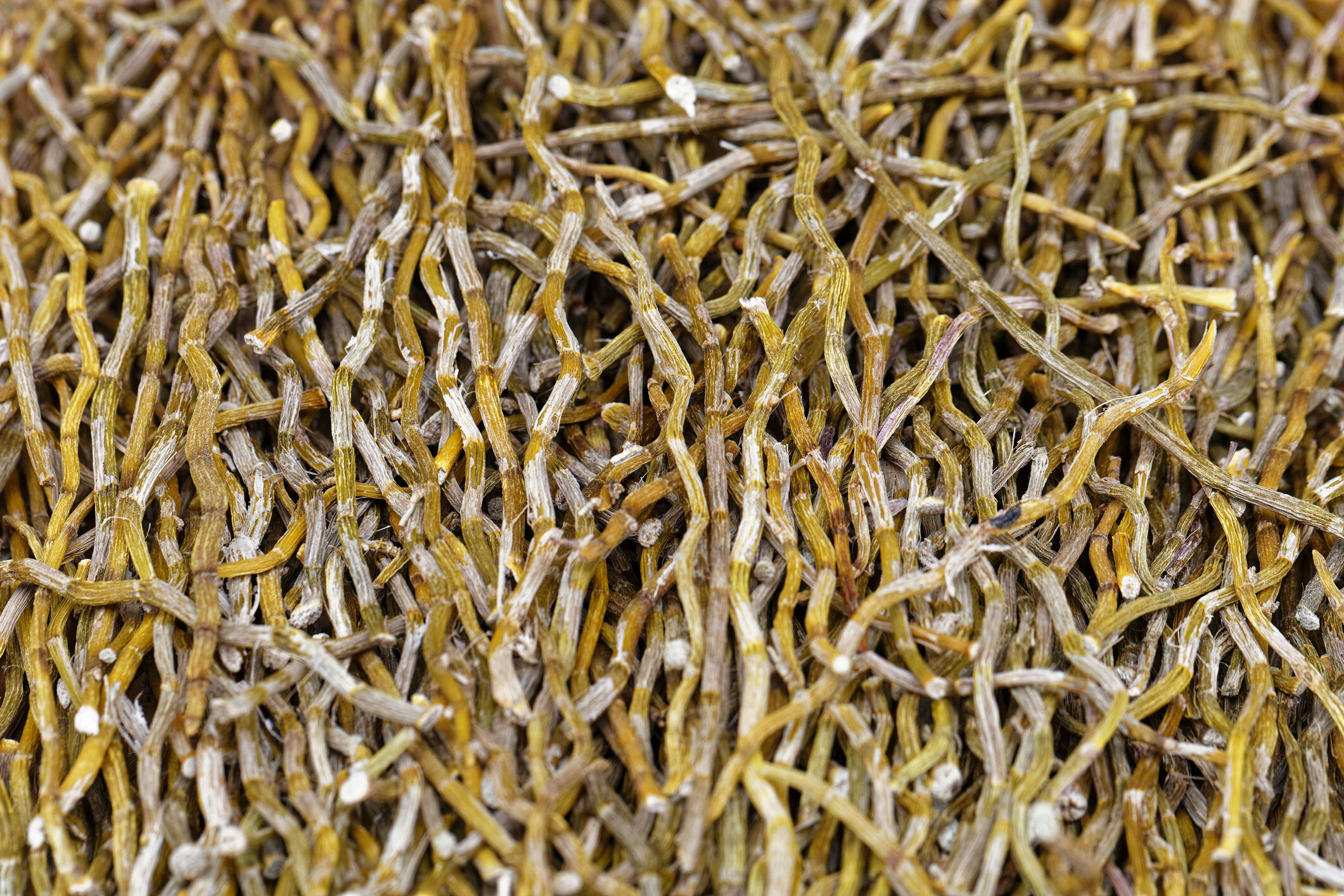 石斛功效｜鐵皮石斛和霍山石斛有甚麼分別？中醫全面講解石斛好處