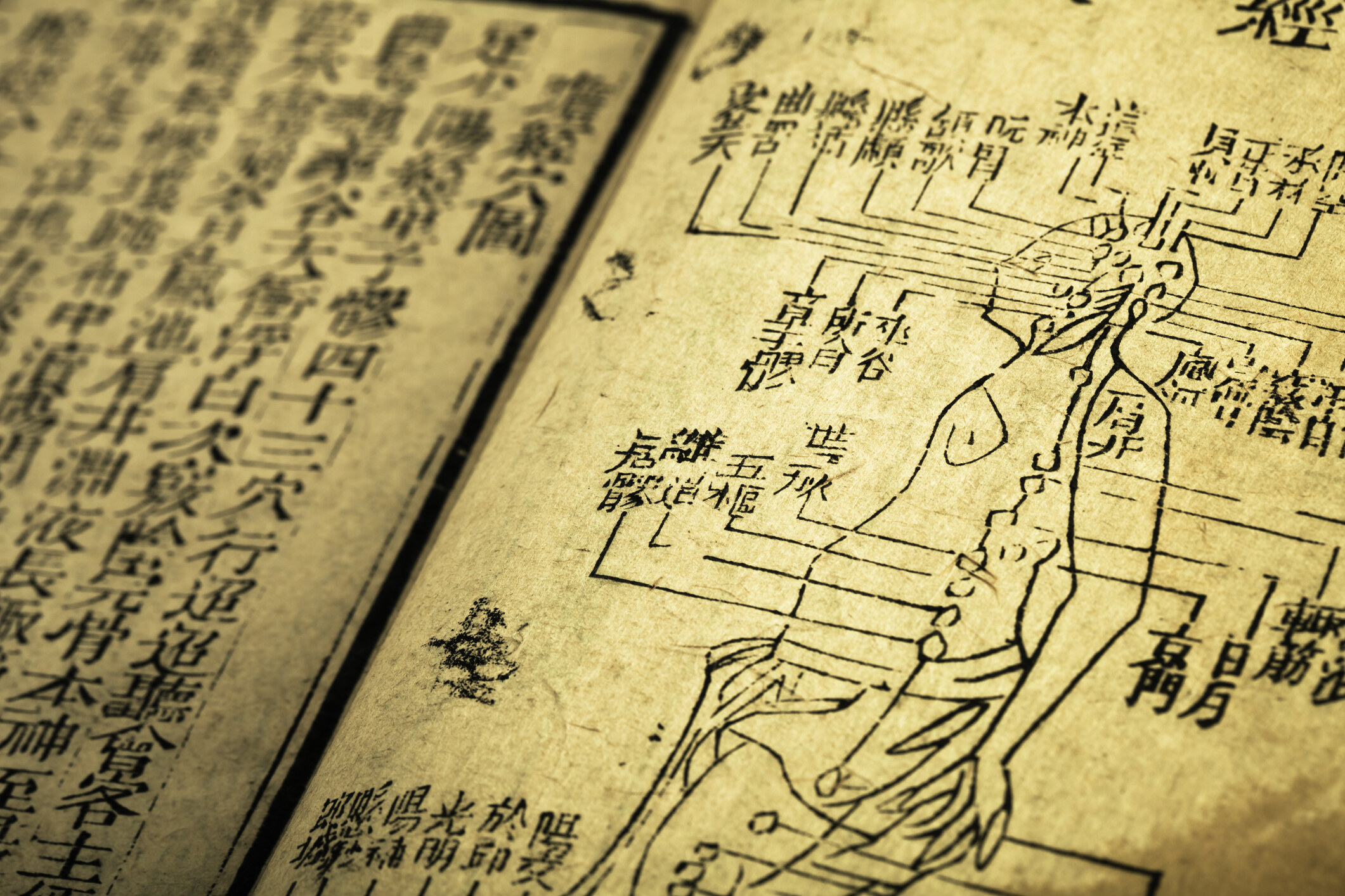 廿四味功效:清熱解毒 廿四味功效:清熱解毒