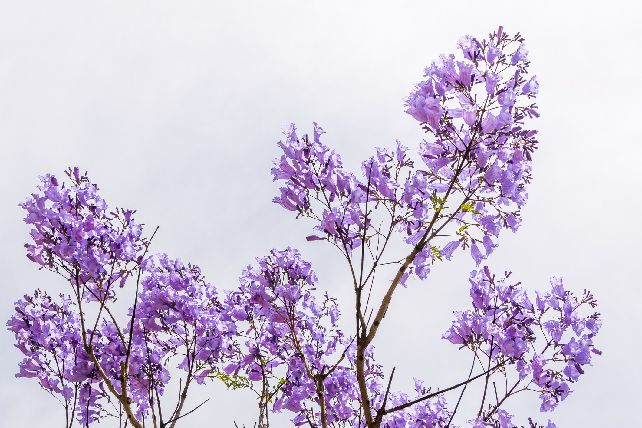 香港賞花2025｜本地花期、賞花熱點一覽！櫻花/魚木樹/吊鐘花