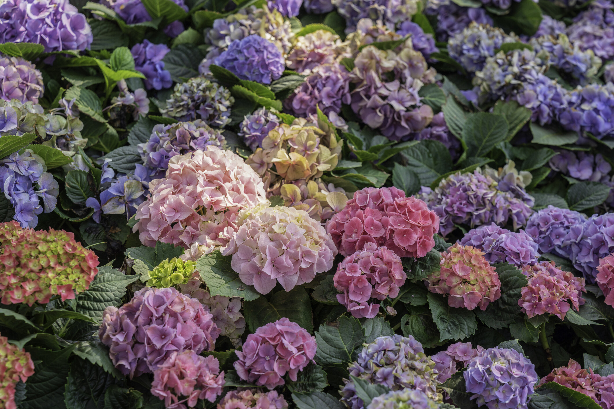 香港賞花2025｜本地花期、賞花熱點一覽！櫻花/魚木樹/吊鐘花