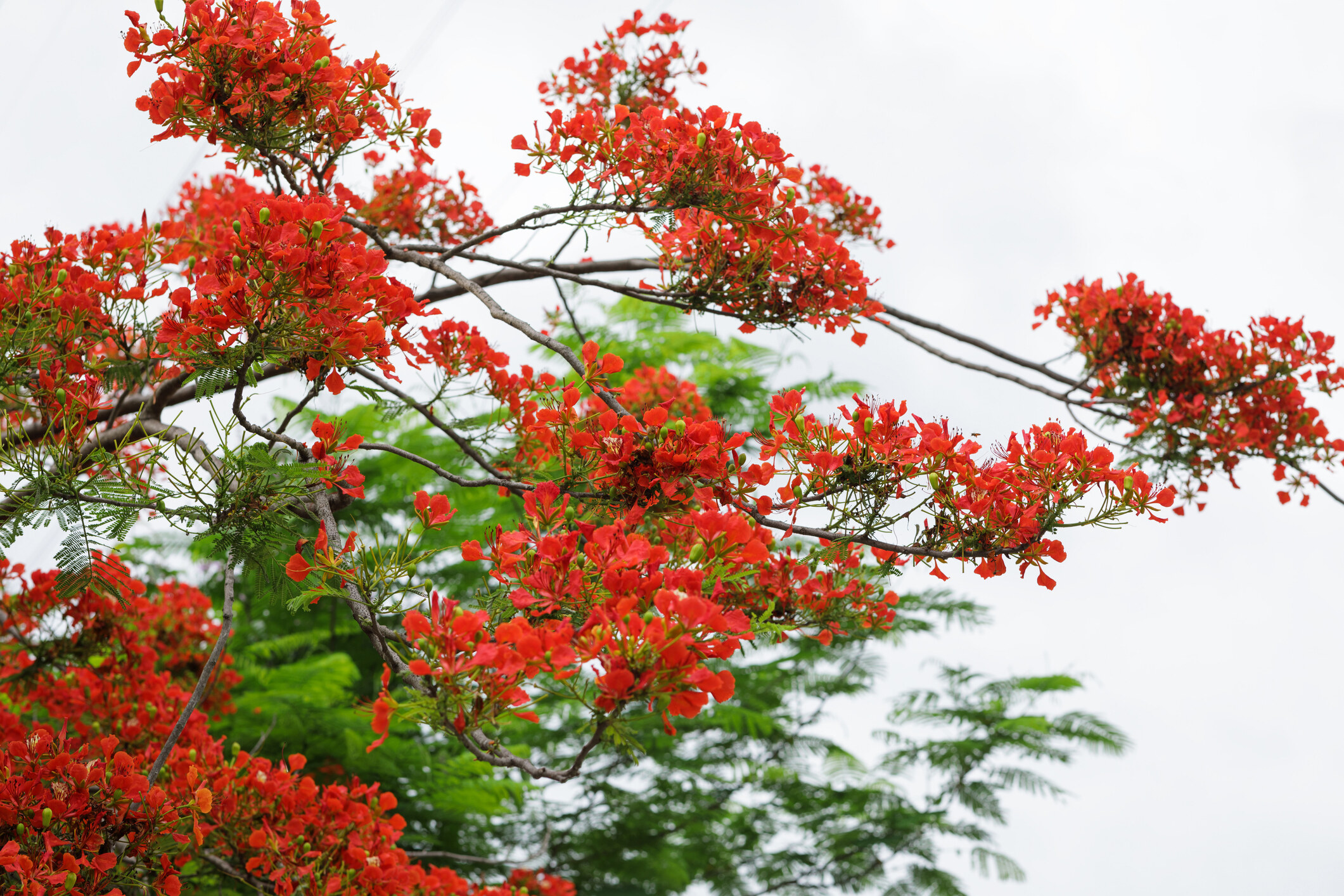 香港賞花2025｜本地花期、賞花熱點一覽！櫻花/魚木樹/吊鐘花