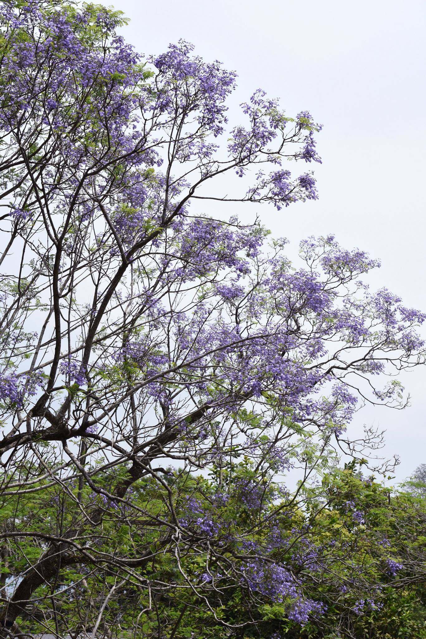 香港賞花2025｜本地花期、賞花熱點一覽！櫻花/魚木樹/吊鐘花