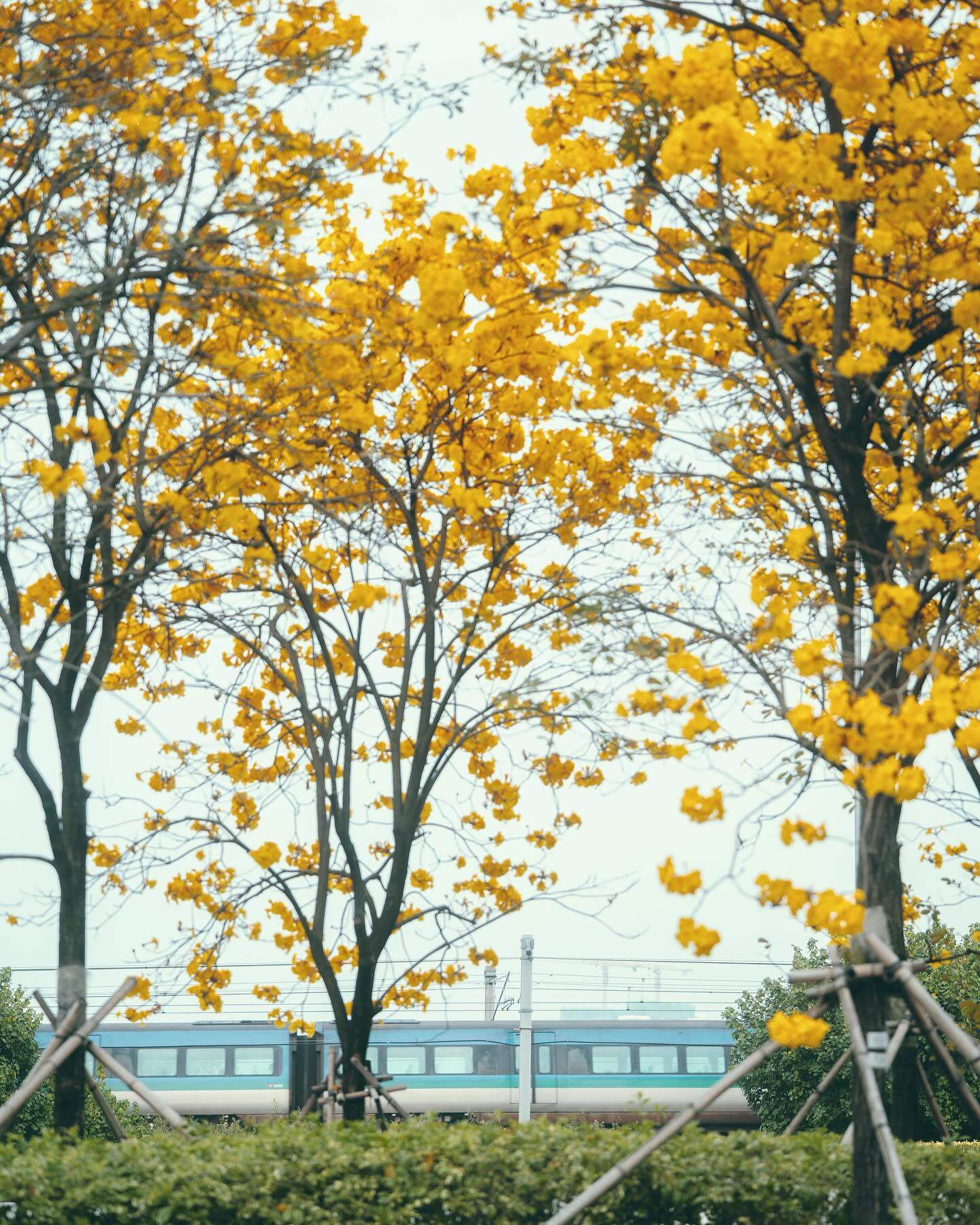 香港賞花2025｜本地花期、賞花熱點一覽！櫻花/魚木樹/吊鐘花