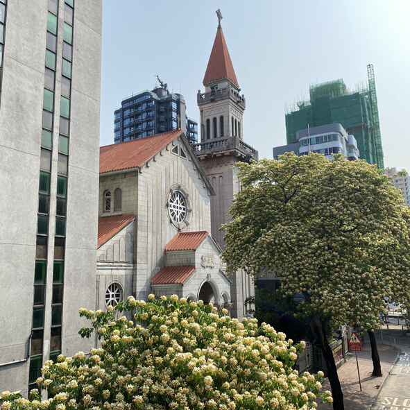 香港賞花2025｜本地花期、賞花熱點一覽！櫻花/魚木樹/吊鐘花