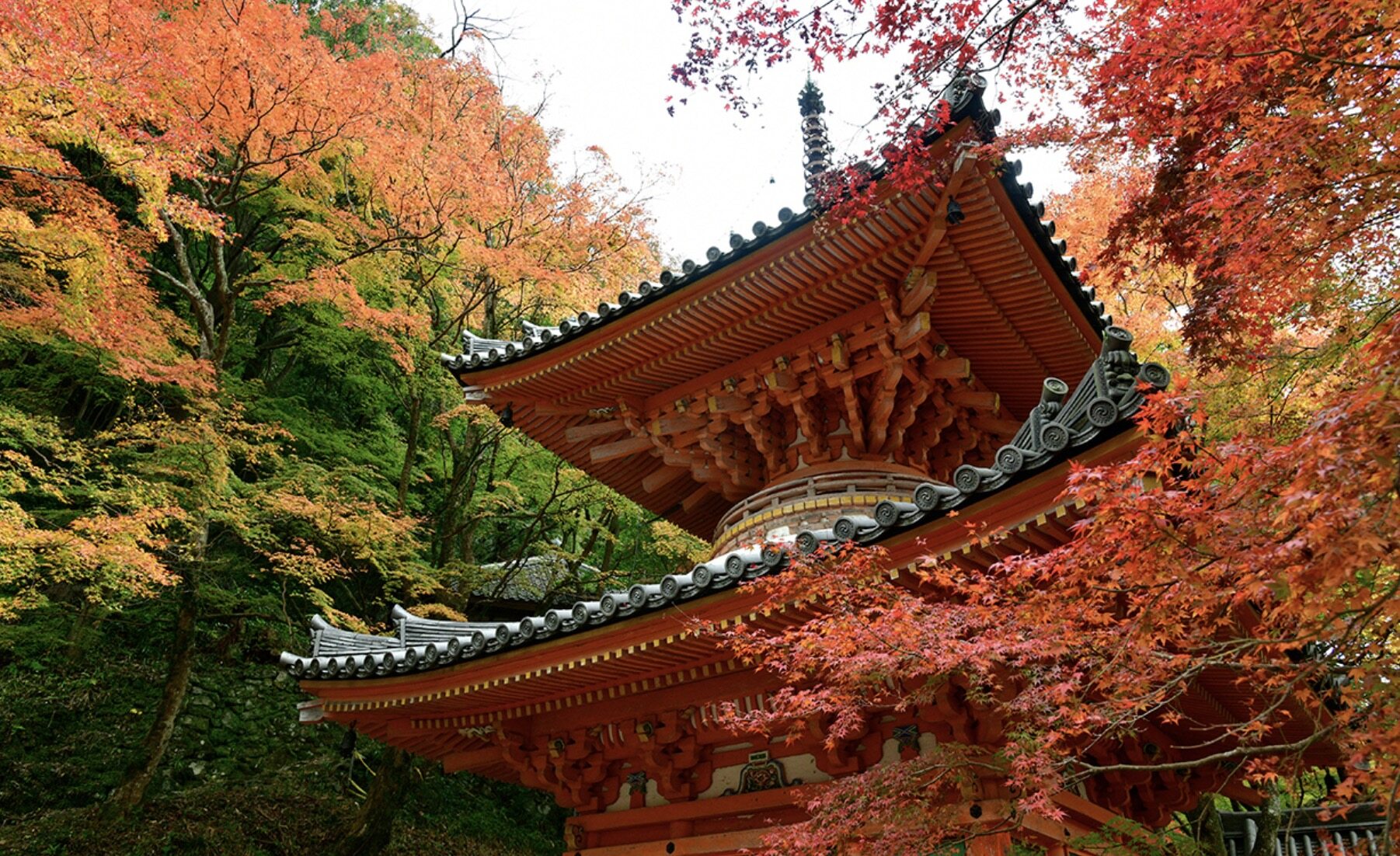 日本紅葉2023|預測公開!5大賞楓好去處推介+最佳觀賞時間 日本紅葉2023|預測公開!5大賞楓好去處推介+最佳觀賞時間