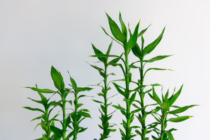 富貴竹｜枝數亦有講究？想招財增運必知富貴竹風水陣擺法