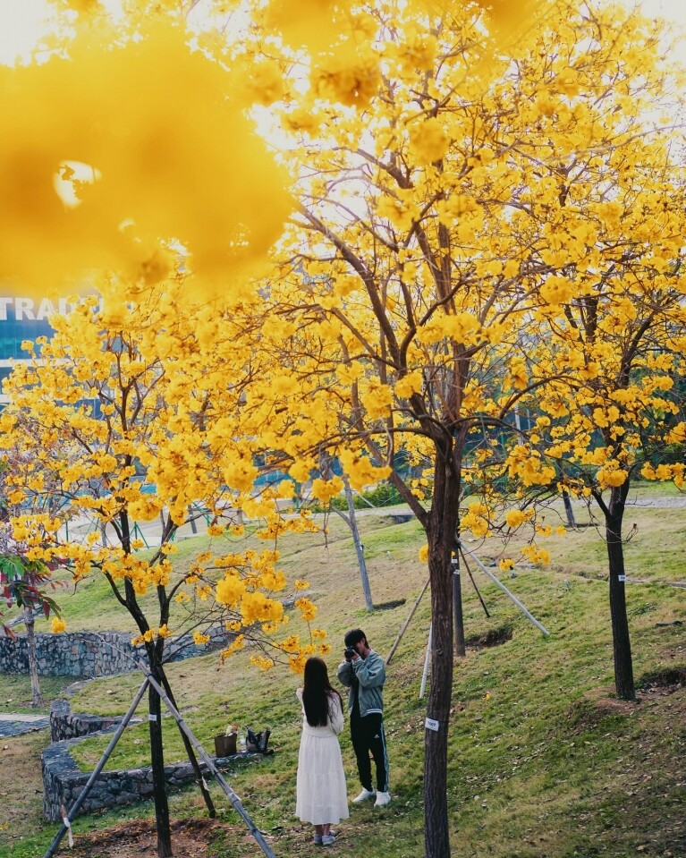 香港賞花2025｜10大品種本地花期、賞花好去處一覽：櫻花/魚木樹/吊鐘花