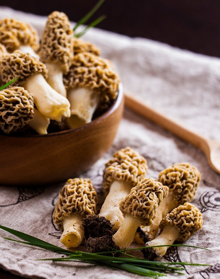 Morchella soup recipes
