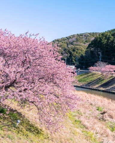 日本櫻花種類2024｜教你分8大常見櫻花品種：早開河津櫻/黃綠色鬱金櫻