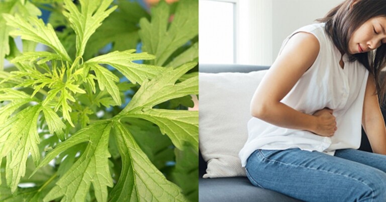益母草​​功效｜中醫拆解4大好處＋服用禁忌：可紓緩痛經問題！