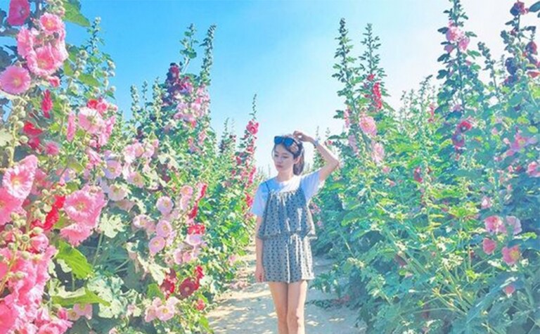 自由行, 花海, 台灣, 旅行, 旅遊, 打卡, 攝影, 花 自由行, 花海, 台灣, 旅行, 旅遊, 打卡, 攝影, 花