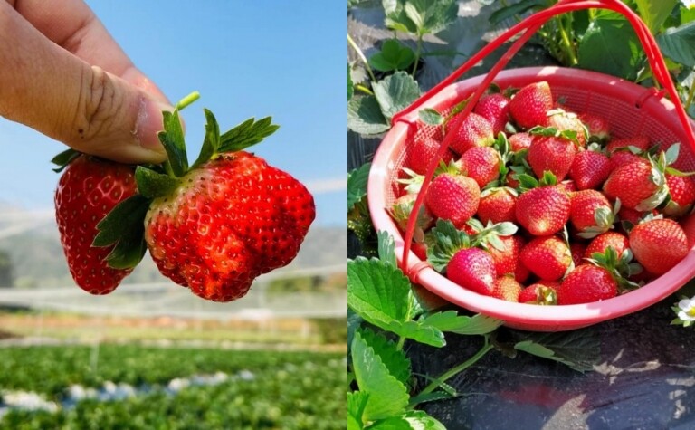 摘士多啤梨｜精選本地6大士多啤梨園，享受即摘即食草莓體驗！