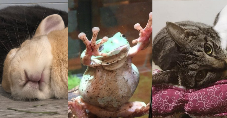 超可愛！3間友善對待的香港動物Cafe推介