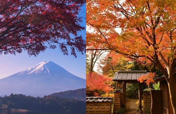 【日本紅葉2019】神奈川5大賞紅葉景點 都在東京近郊超方便！