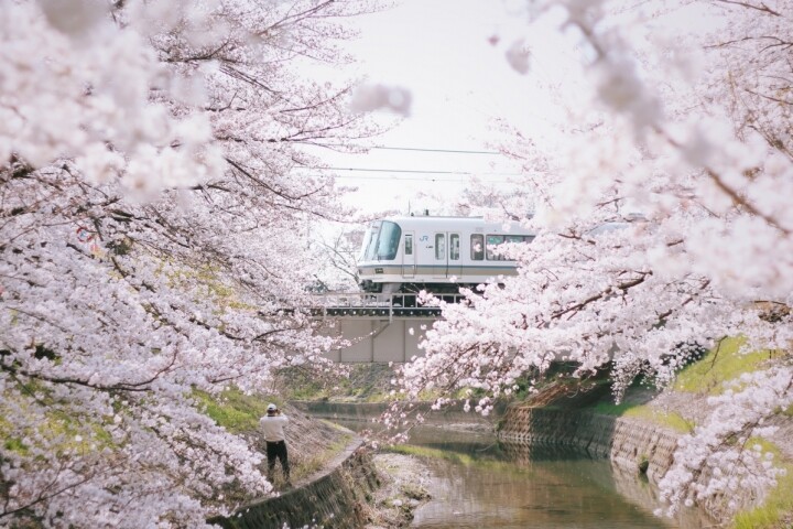 日本奈良是追櫻好去處。每逢春日，櫻花滿開，點綴着各處的神社與歷史建築，令這風雅的地方更添詩意。