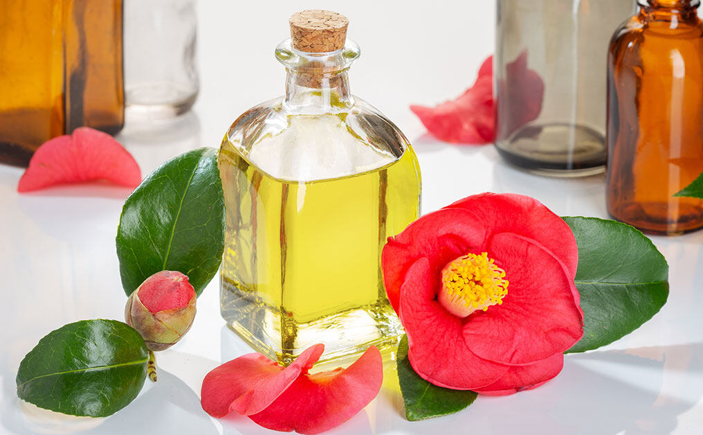 山茶花油（Camellia Oil）又稱為樁油