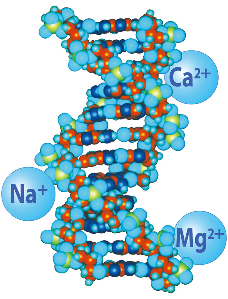 2004 皇牌成分三離子複合DNA誕 生— 於完整性DNA基礎上成 功結合鈉、鎂、鈣離子。