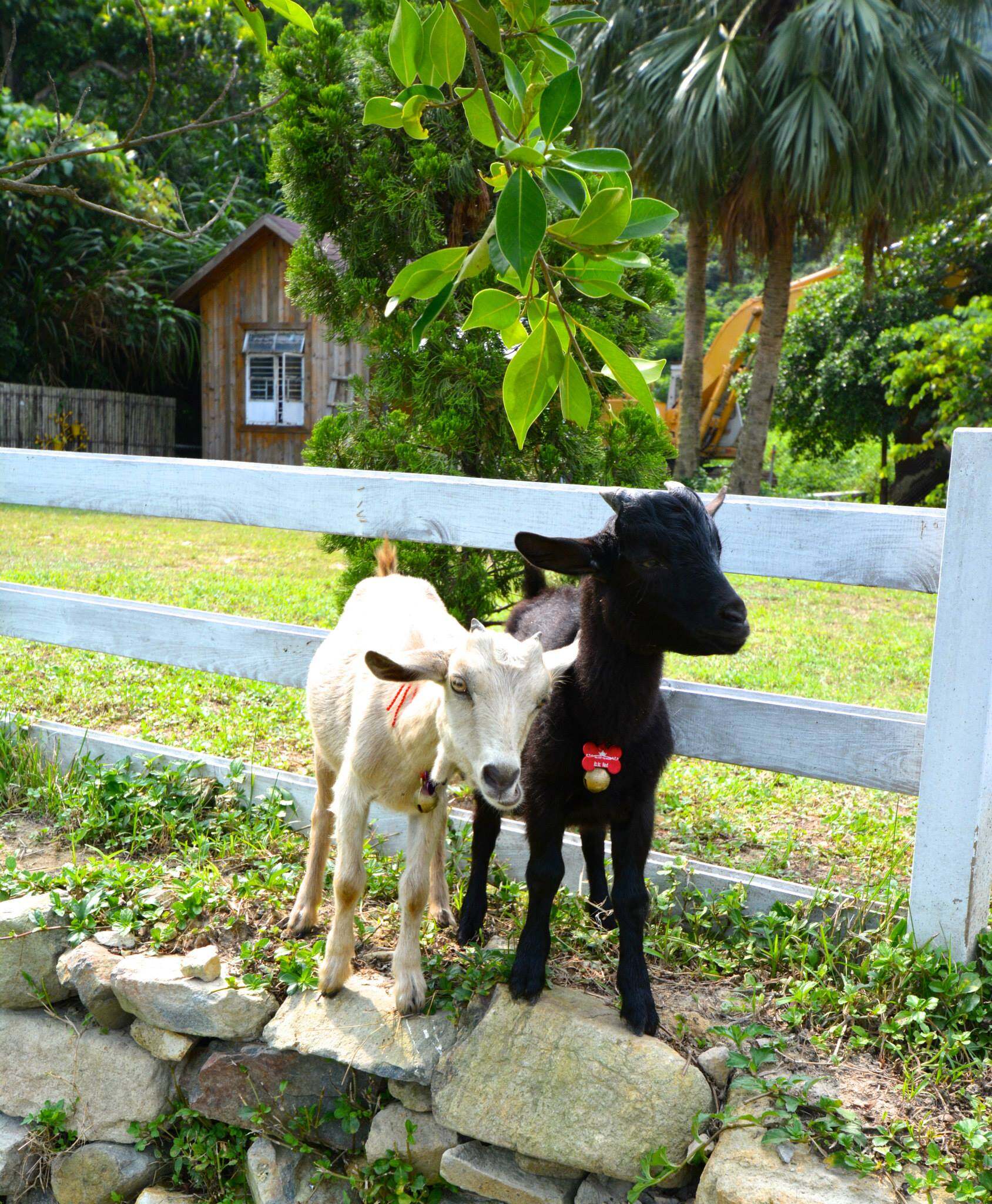 周末好去處推介｜盤點6大必去香港農莊｜ 餵小羊、摘士多啤梨、露營體驗通