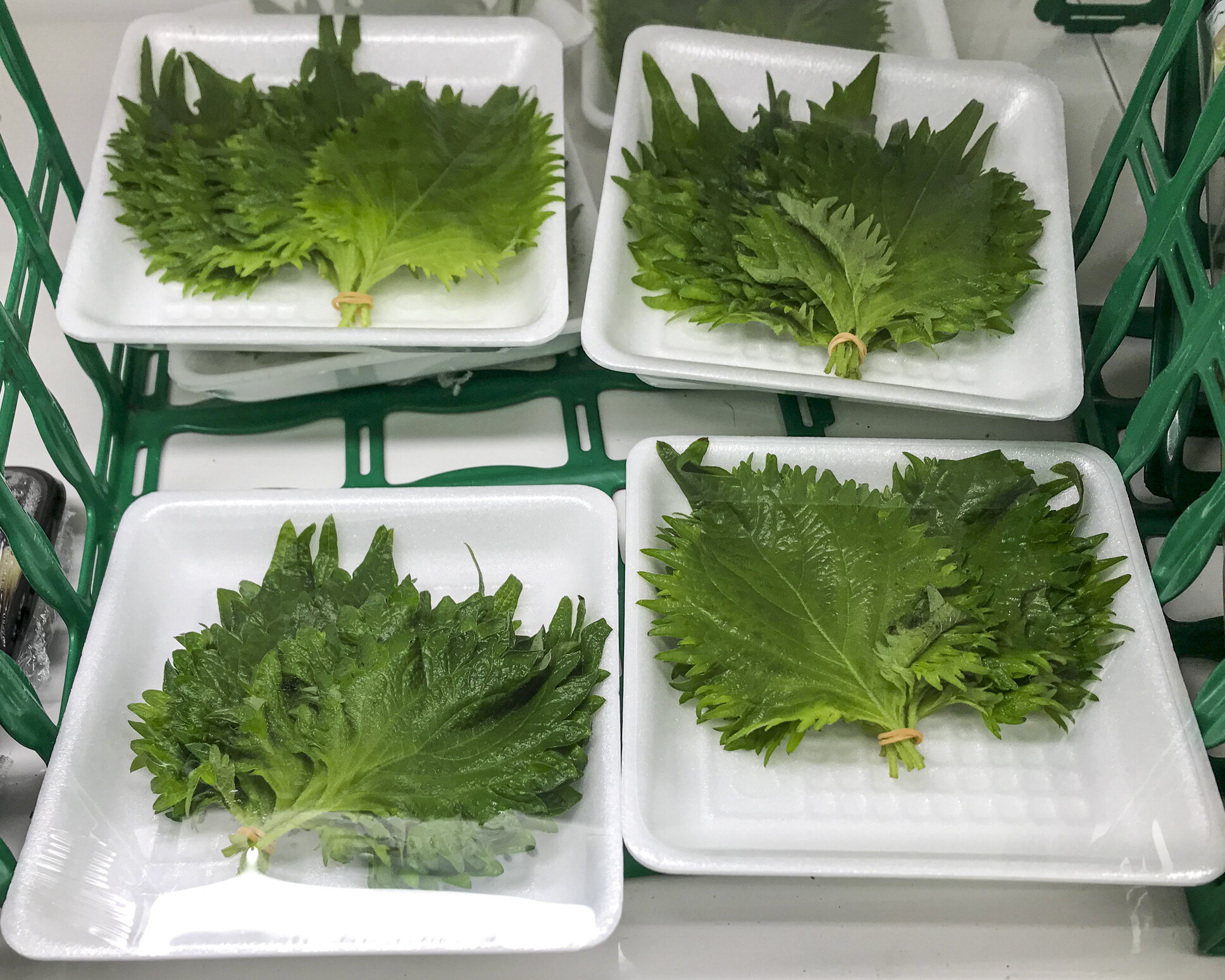 紫蘇葉功效|抗衰老必食!中醫拆解3大好處及食譜推介:解胃氣/增強抵疫 紫蘇葉功效|抗衰老必食!中醫拆解3大好處及食譜推介:解胃氣/增強抵疫