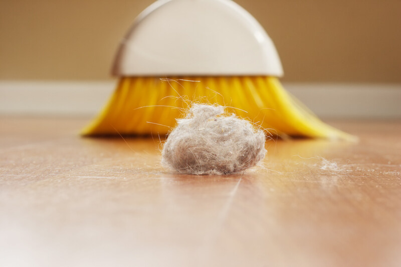 塵蟎過敏徵狀注意｜消委會教你如何消滅塵蟎 拒絕與塵蟎同床！