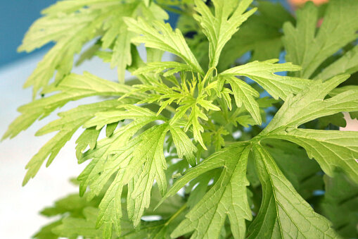 益母草功效|中醫拆解4大好處+服用禁忌:可紓緩痛經問題! 益母草功效|中醫拆解4大好處+服用禁忌:可紓緩痛經問題!