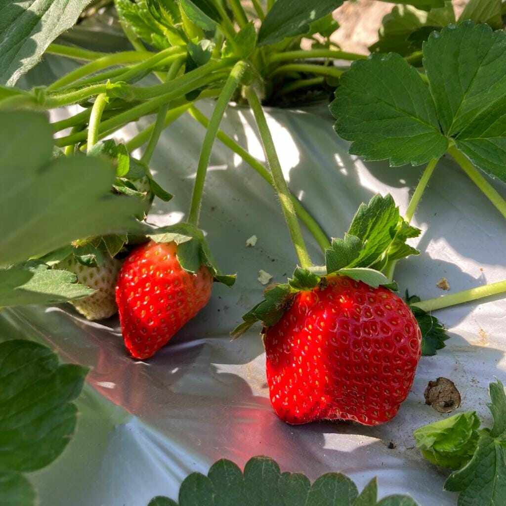 摘士多啤梨｜精選本地6大士多啤梨園，享受即摘即食草莓體驗！