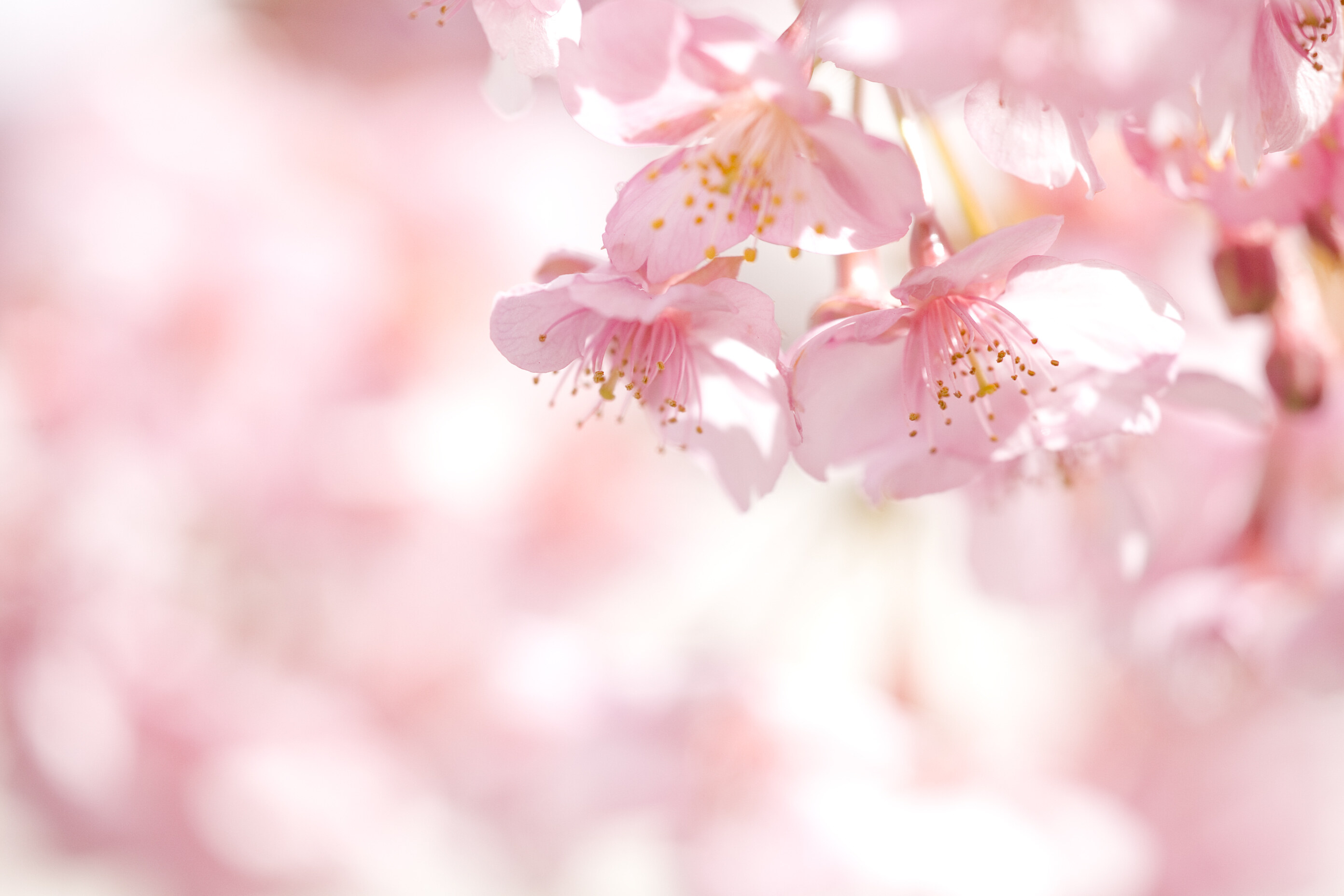 2020日本賞櫻攻略教你分8大日本櫻花種類，哪個賞櫻地點看到最多櫻花