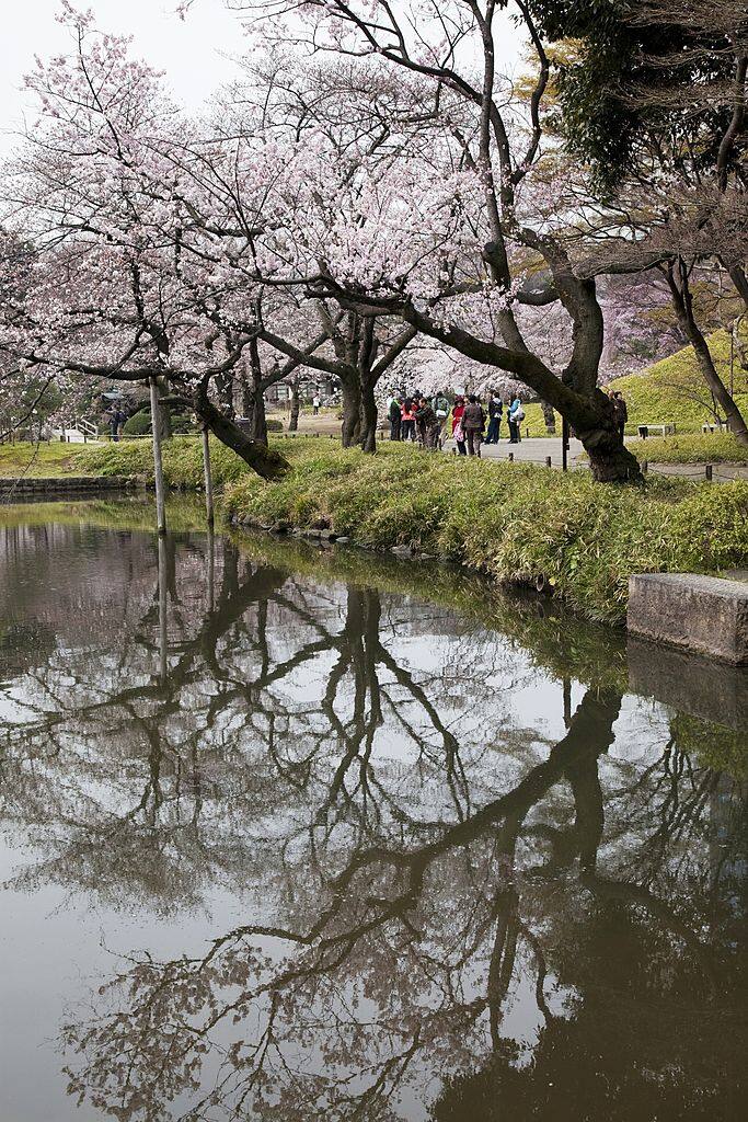 2020日本賞櫻攻略教你分8大日本櫻花種類，哪個賞櫻地點看到最多櫻花