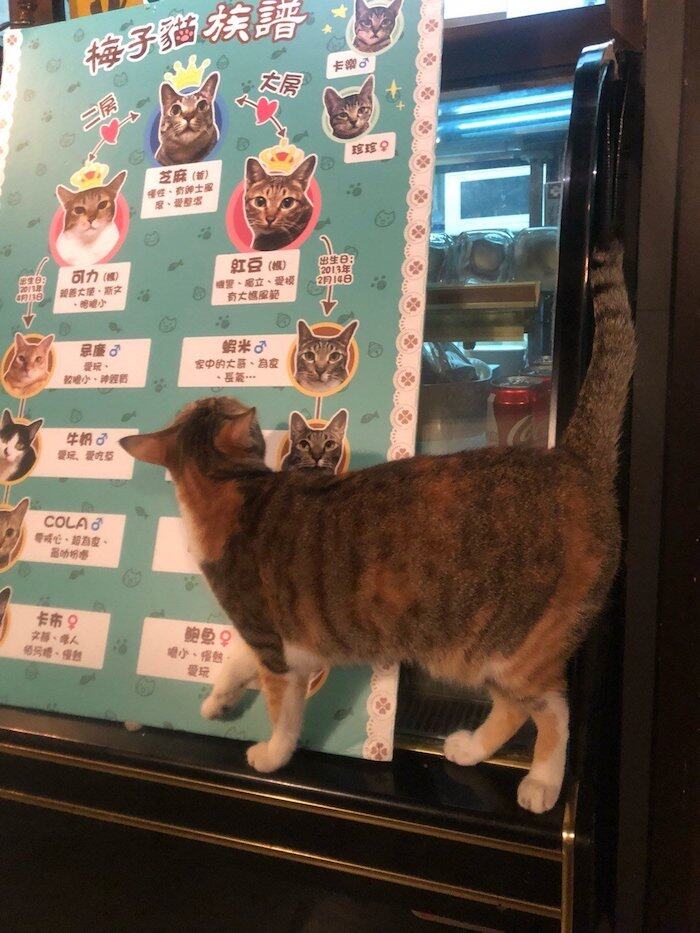 超可愛!3間友善對待的香港動物Cafe推介 超可愛!3間友善對待的香港動物Cafe推介