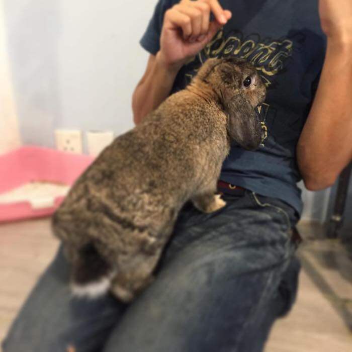 超可愛!3間友善對待的香港動物Cafe推介 超可愛!3間友善對待的香港動物Cafe推介