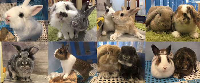 超可愛!3間友善對待的香港動物Cafe推介 超可愛!3間友善對待的香港動物Cafe推介