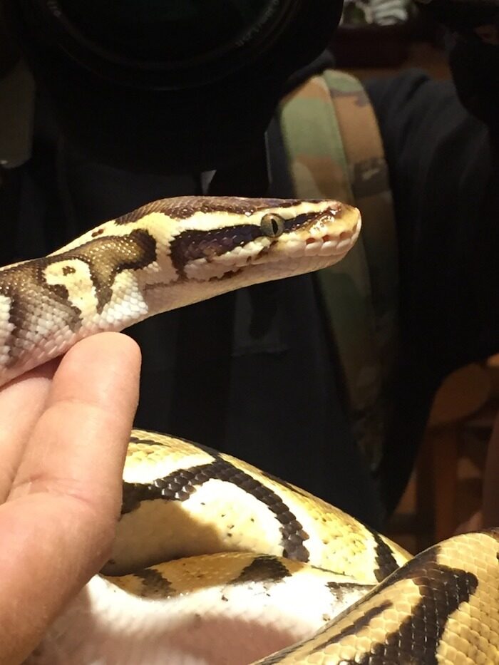 超可愛!3間友善對待的香港動物Cafe推介 超可愛!3間友善對待的香港動物Cafe推介