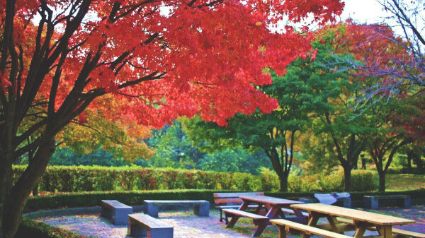 高麗大學的最好的坐賞楓葉及拍照位置，就是在上學的路上