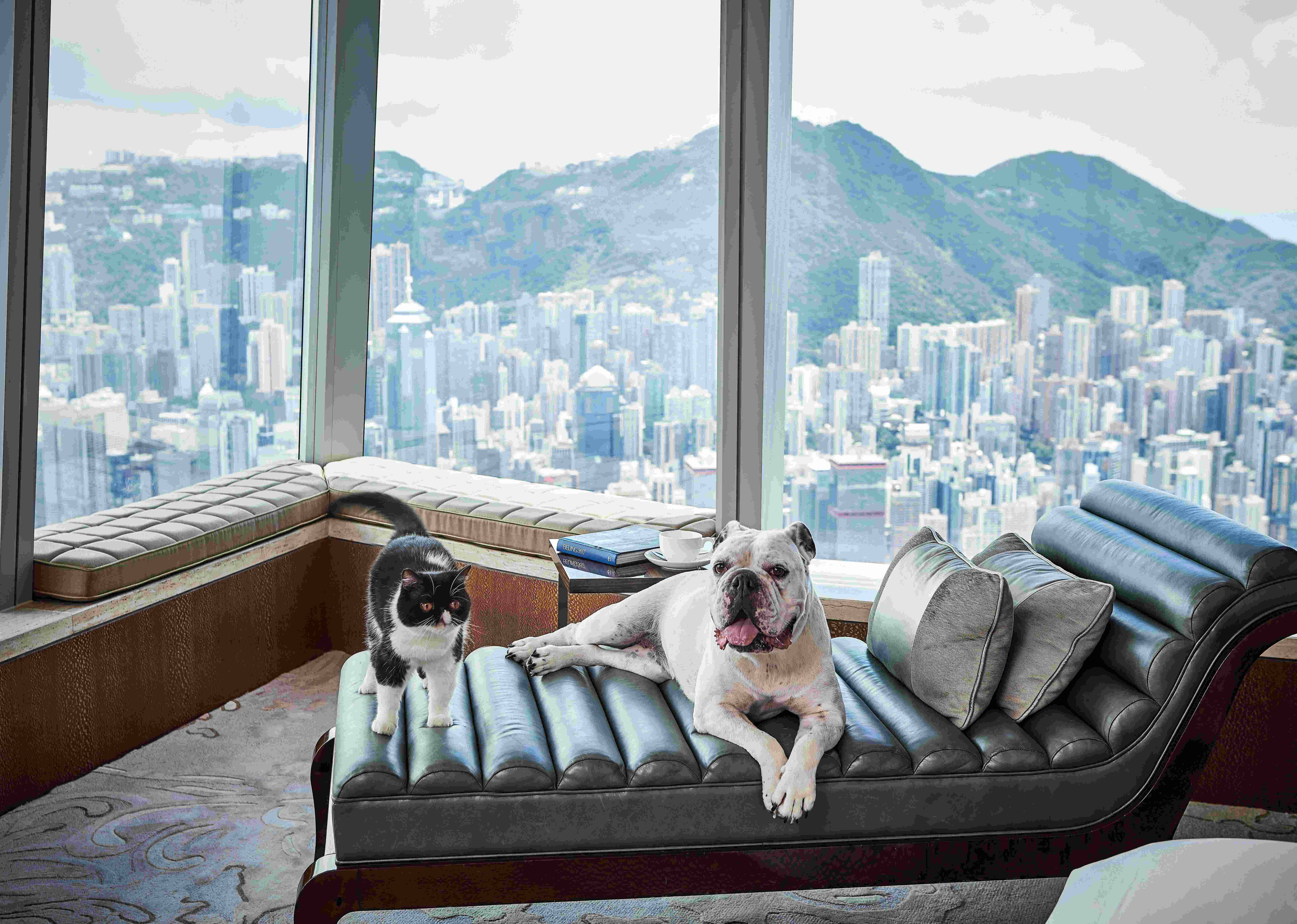 5大香港寵物友善酒店推介｜Pet-Friendly Staycation大廚炮製狗狗美食、寵物服飾拍攝超