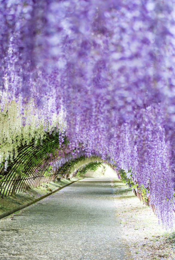 去一趟浪漫賞花之旅！復活節拜訪福岡花之隧道被滿滿紫藤包圍